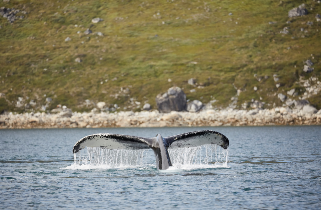 sisimiut hval